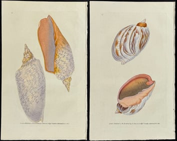 Donovan - Pair of Volute Shell Engravings