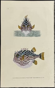 Donovan - Tobin's Striped Trunk Fish. 66