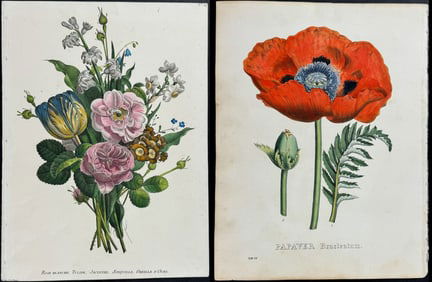 Lot of 4 Botanical Prints