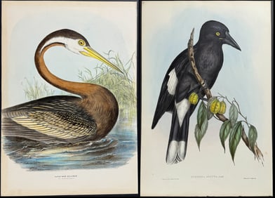 Lot of 10 Australian Bird Prints