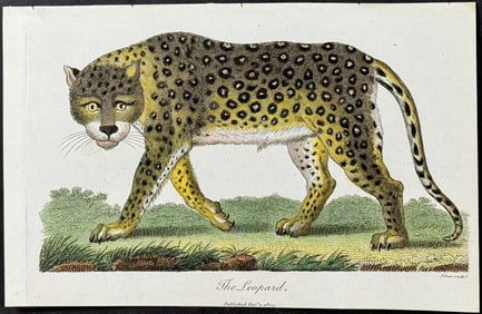 Linnaeus - Leopard