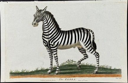 Linnaeus - Zebra