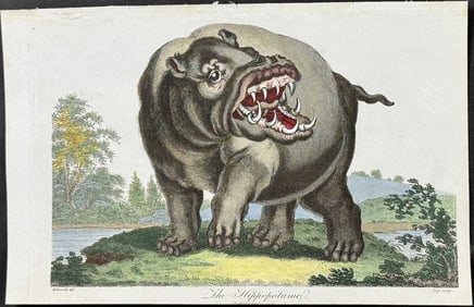 Linnaeus - Hippopotamus