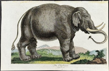Linnaeus - Elephant