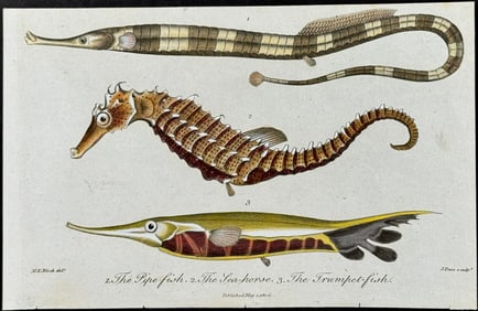 Linnaeus - Seahorse, Pipe-fish, Trumpet-fish
