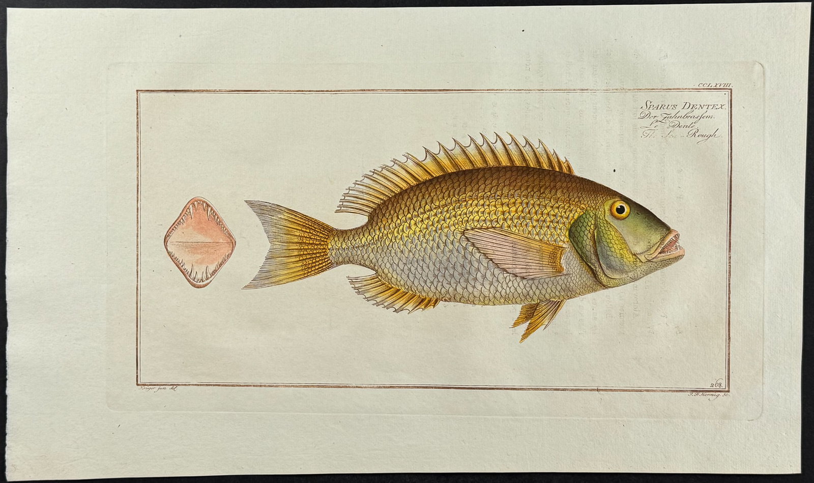 Bloch, Folio - Sea-Rough; Sparus Dentex. 268: This striking, originally hand-colored folio engraving is from Marcus Elieser Bloch?s Ichthyologie, ou Histoire Naturelle Generale et Particuliere des Poissons. The work was published in Berlin by the