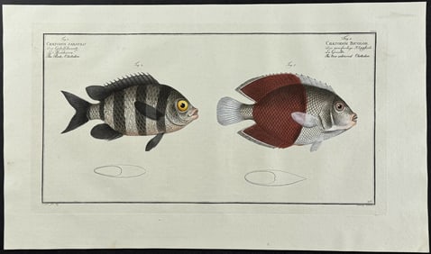 Bloch, Folio - Rock-Chetodon & Two-coloured Chetodon; Chaetodon Saxatilis, C. Bicolor. 206