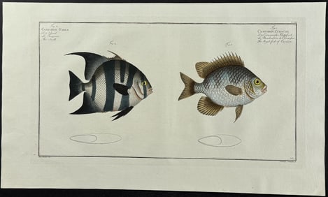 Bloch, Folio - Smith & Angel-Fish of Curacoo; Chaetodon Faber, C. Curacao. 212