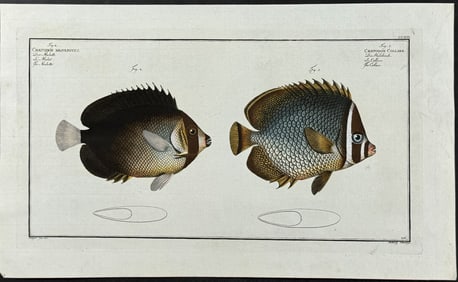 Bloch, Folio - Mulatto & Collar Fish; Chaetodon Mesoleucus, C. Collare. 216