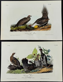 Audubon - 12 Bird Lithographs
