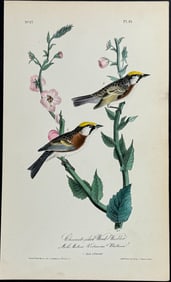 Audubon - Chestnut-sided Wood-Warbler. 81