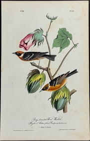 Audubon - Bay-breasted Wood-Warbler. 80