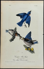 Audubon - Common Blue Bird. 134
