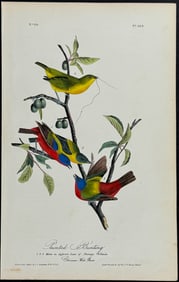 Audubon - Painted Bunting. 169