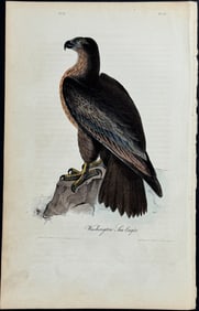 Audubon - Washington Sea Eagle. 10 (13)