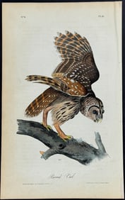 Audubon - Barred Owl. 36