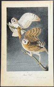 Audubon - Barn Owl. 34