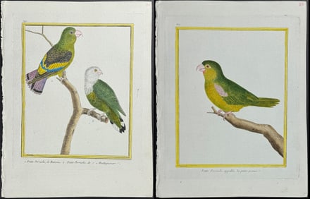 Martinet & Buffon - Pair of Parrot Engravings