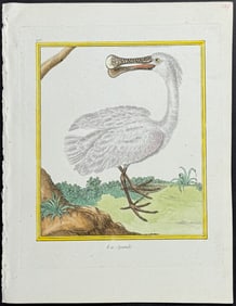 Martinet & Buffon - Spoonbill. 405