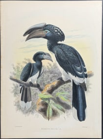 Elliot & Keulemans - Trumpeter Hornbill