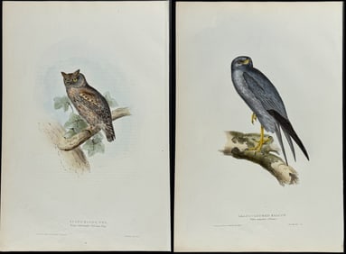 Gould - 3 Owl & Falcon Lithographs