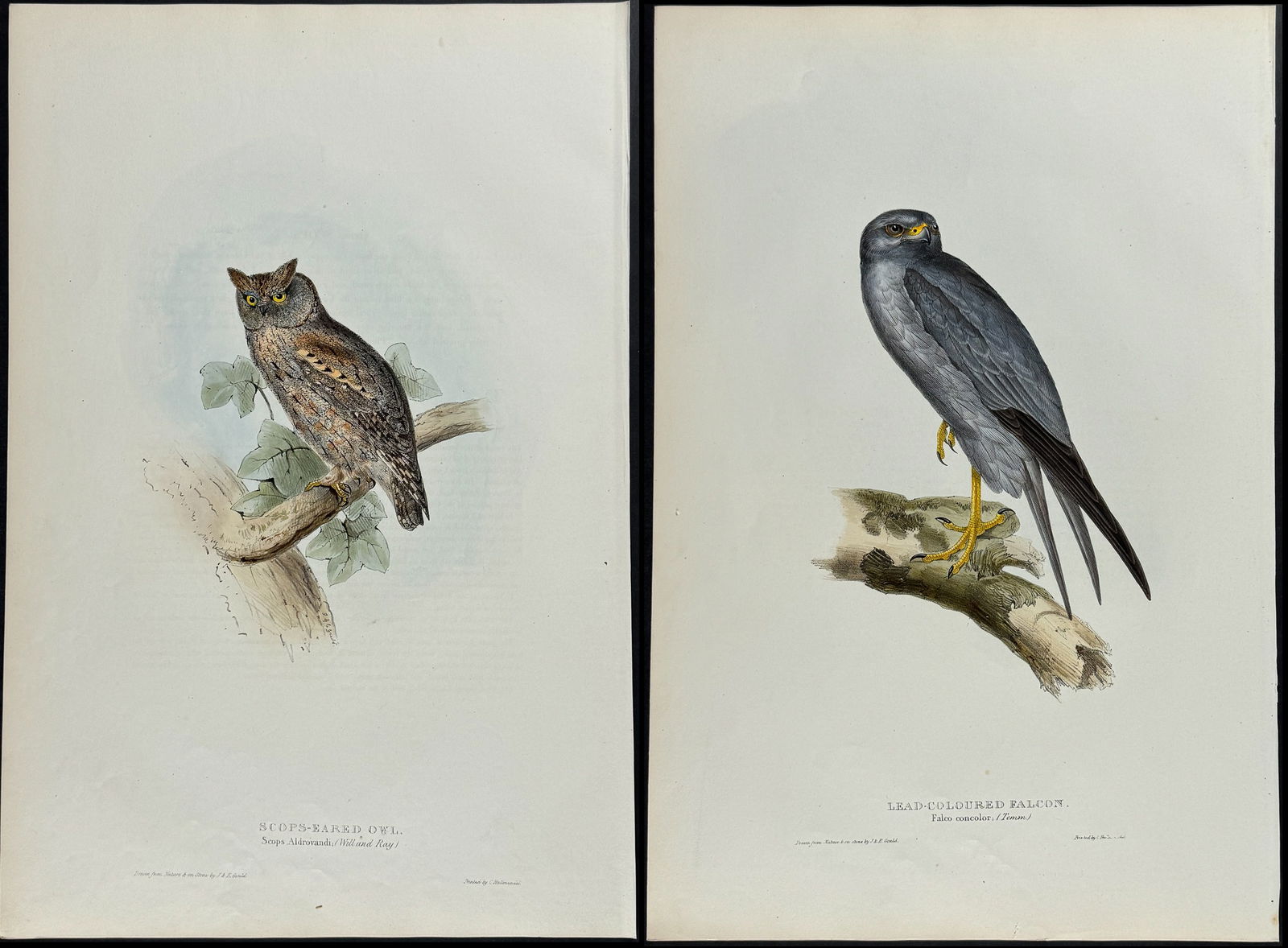 Gould - 3 Owl & Falcon Lithographs (1 of 4)