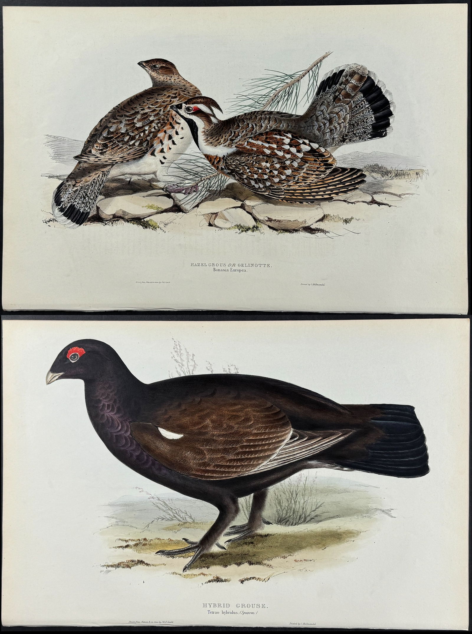 Gould - 4 Grouse & Woodcock Lithographs (1 of 5)