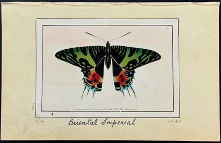 Nodder, Watercolor - Oriental Emperor Butterfly. 125