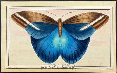 Nodder, Watercolor - Idomeneus or Great Occidental Butterfly. 164