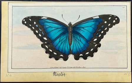 Nodder, Watercolor - Nestor Butterfly. 113