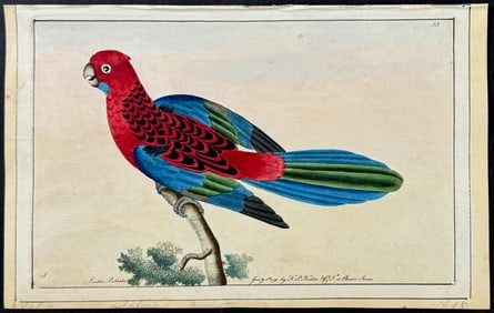 Nodder, Watercolor - Splendid Parrot. 53