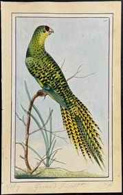 Nodder, Watercolor - Ground Parrot. 228