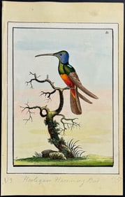 Nodder, Watercolor - Harlequine Humming-Bird. 81