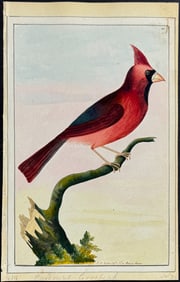 Nodder, Watercolor - Cardinal Grosbeak. 105