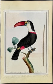 Nodder, Watercolor - Red-beaked Toucan. 183