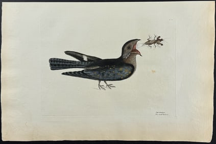 Catesby, Folio - Goat Sucker of Carolina with Mole Cricket. 1-8