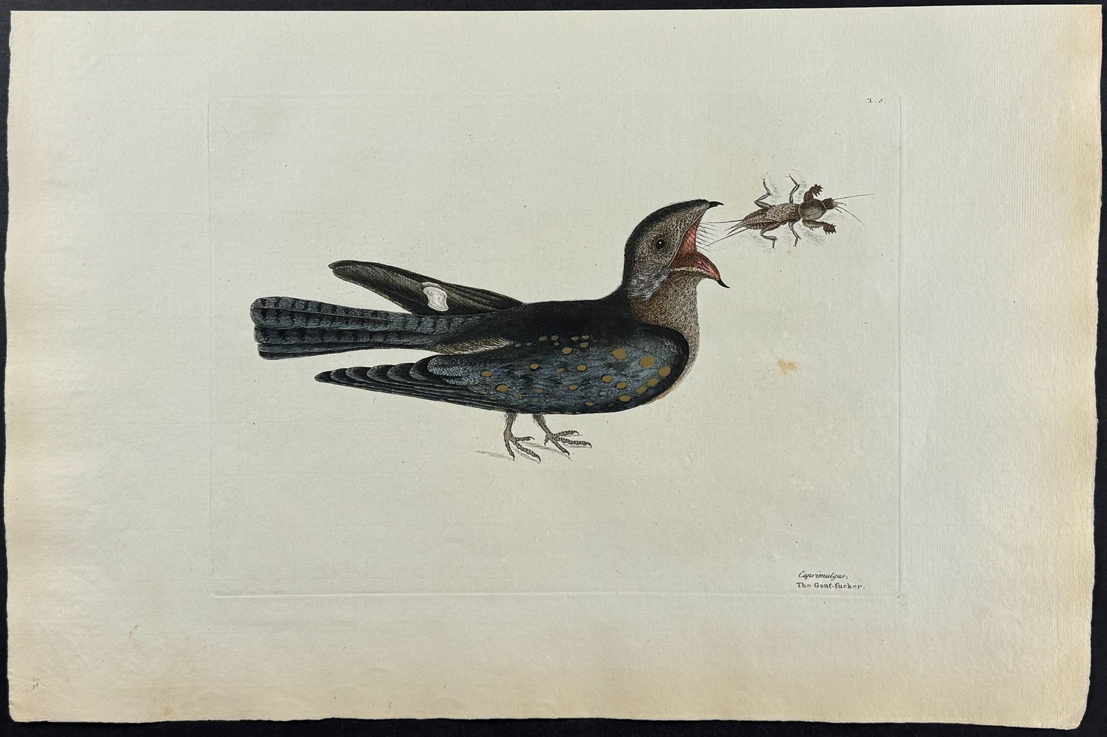 Catesby, Folio - Goat Sucker of Carolina with Mole Cricket. 1-8: We are pleased to offer this stunning originally hand-colored engraving from Mark Catesby?s The Natural History of Carolina, Florida and the Bahama Islands: Containing the Figures of Birds, Beasts, Fi