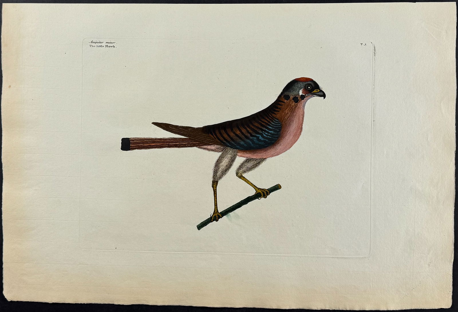 Catesby, Folio - Little Hawk. 1-5: We are pleased to offer this stunning originally hand-colored engraving from Mark Catesby?s The Natural History of Carolina, Florida and the Bahama Islands: Containing the Figures of Birds, Beasts, Fi