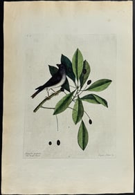 Catesby, Folio - Purple Finch with Tupelo Tree. 1-41