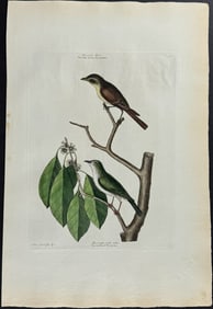 Catesby, Folio - Little Brown Flycatcher & Red Eyed Flycatcher. 1-54