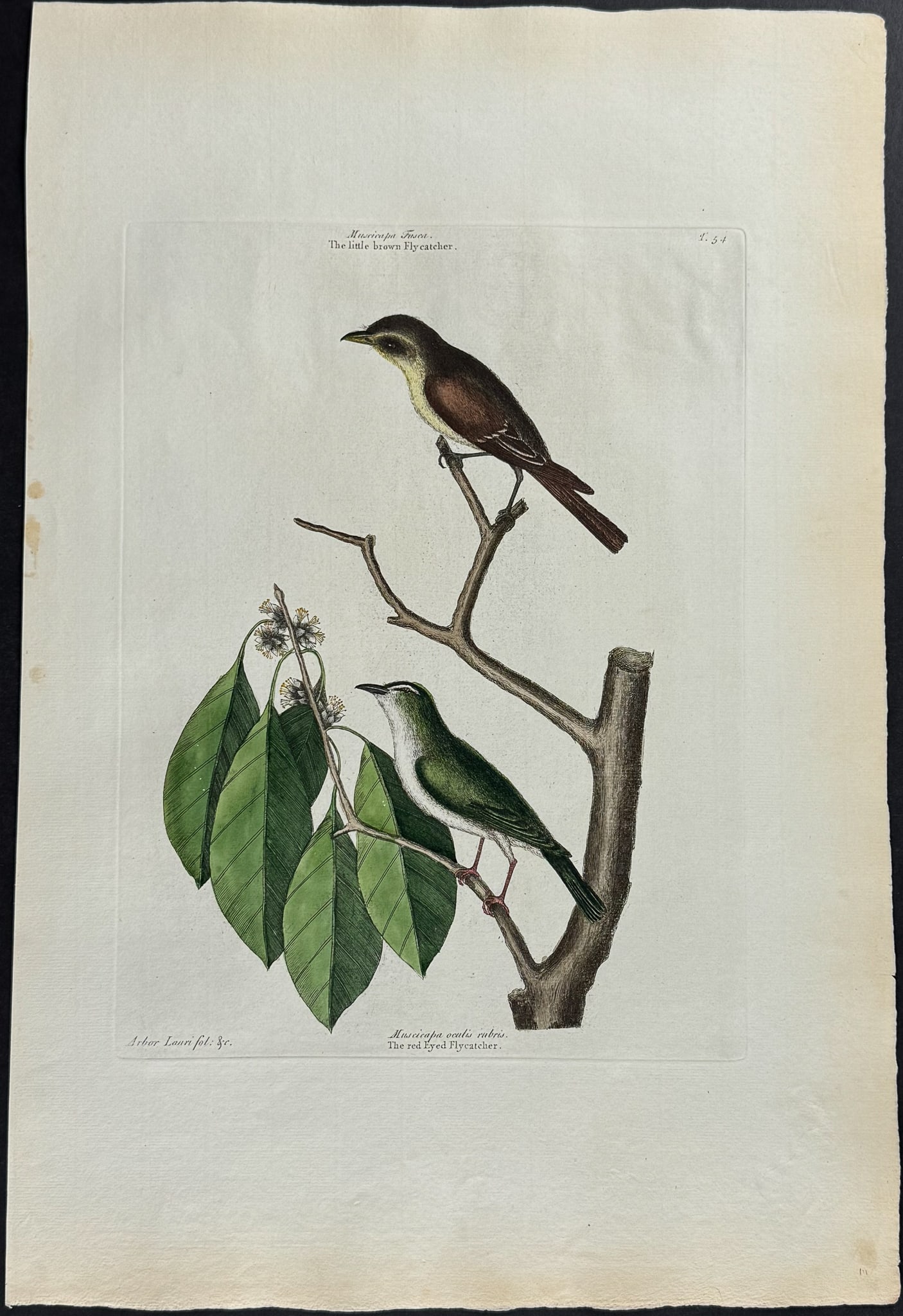 Catesby, Folio - Little Brown Flycatcher & Red Eyed Flycatcher. 1-54: We are pleased to offer this stunning originally hand-colored engraving from Mark Catesby?s The Natural History of Carolina, Florida and the Bahama Islands: Containing the Figures of Birds, Beasts, Fi