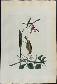 Catesby, Folio - Yellow Rump with Lilly leaved Hellebore & Dog's Bane. 1-58