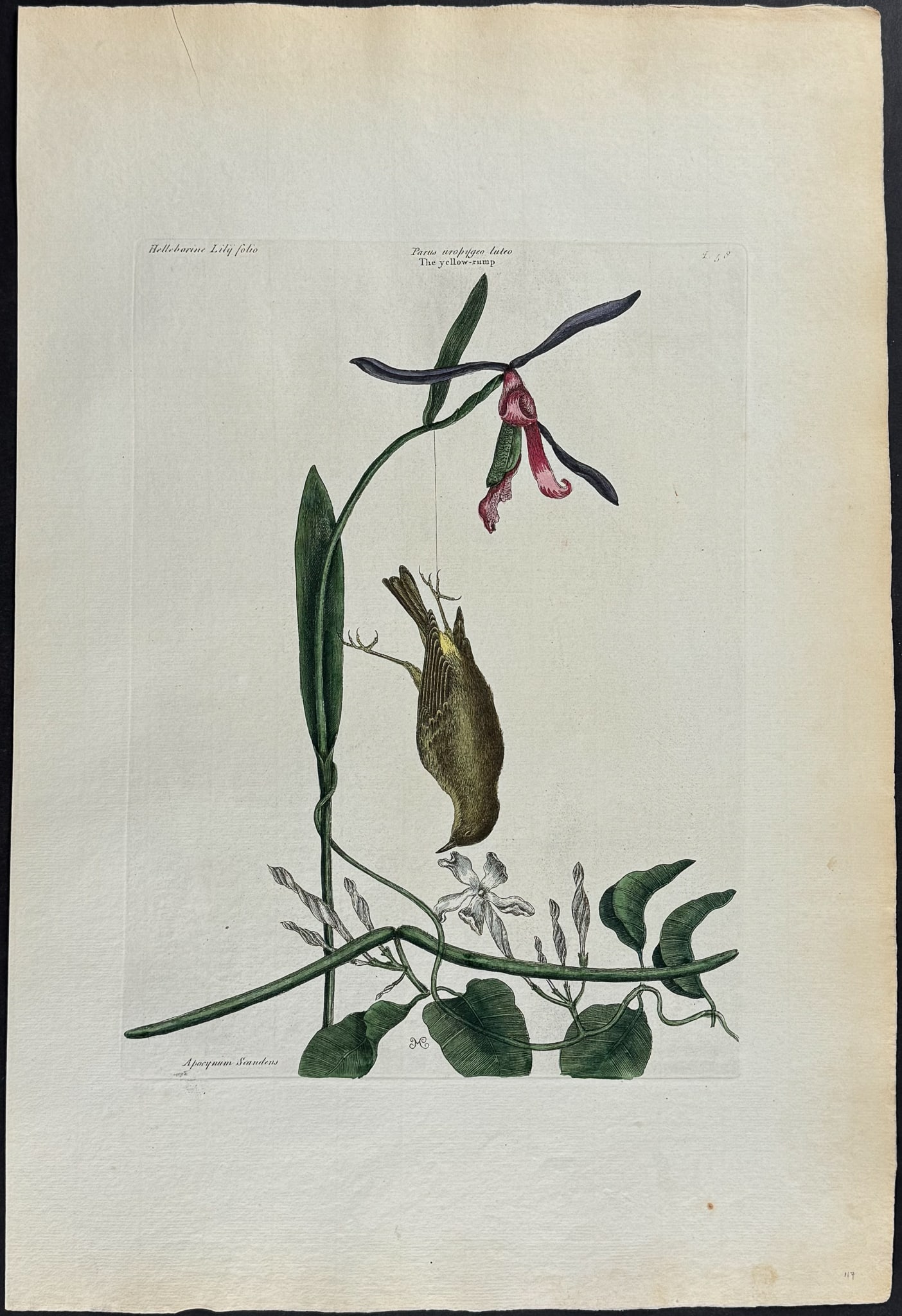 Catesby, Folio - Yellow Rump with Lilly leaved Hellebore & Dog's Bane. 1-58: We are pleased to offer this stunning originally hand-colored engraving from Mark Catesby?s The Natural History of Carolina, Florida and the Bahama Islands: Containing the Figures of Birds, Beasts, Fi