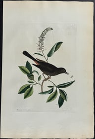 Catesby, Folio - Cat Bird. 1-66