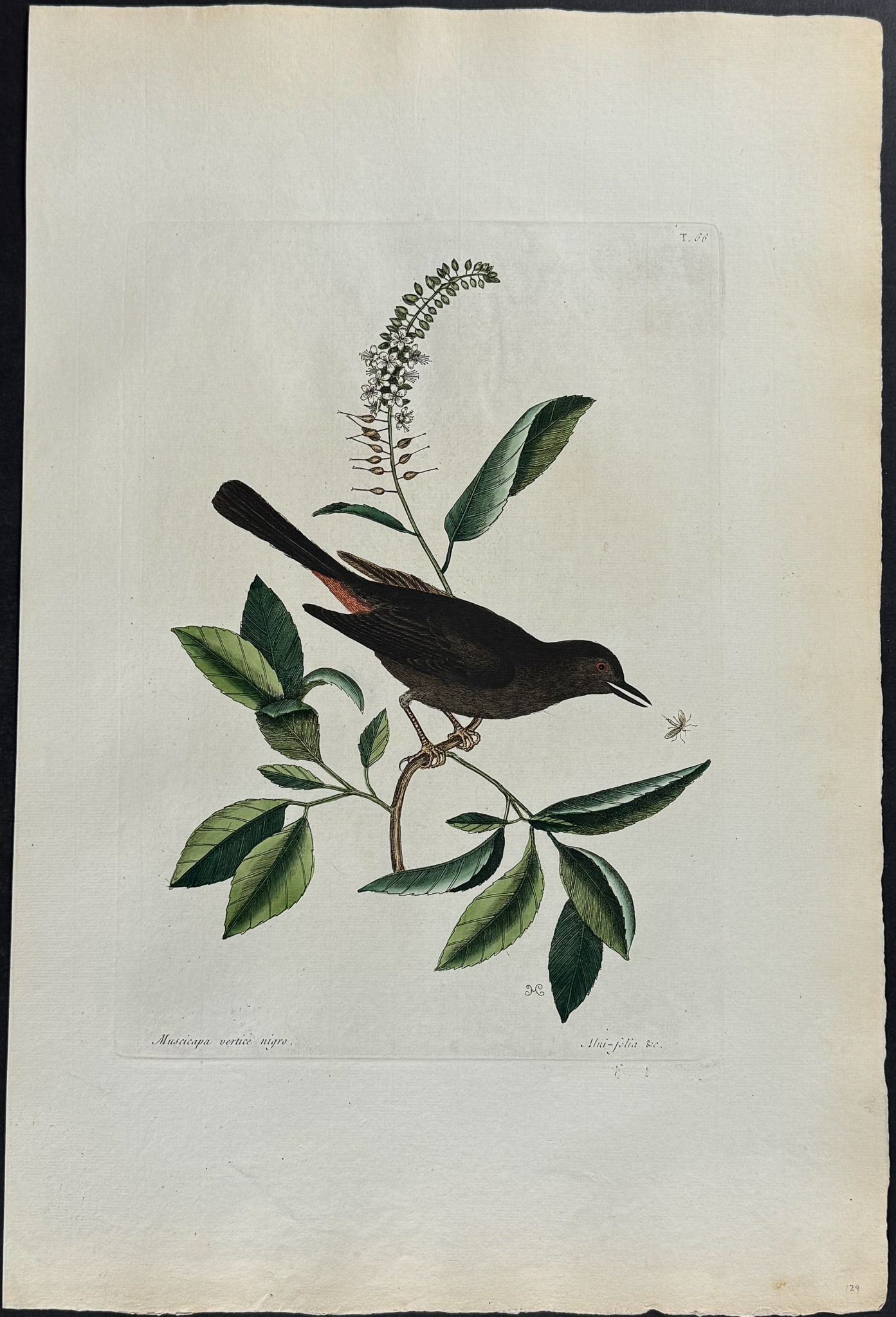 Catesby, Folio - Cat Bird. 1-66 (1 of 1)