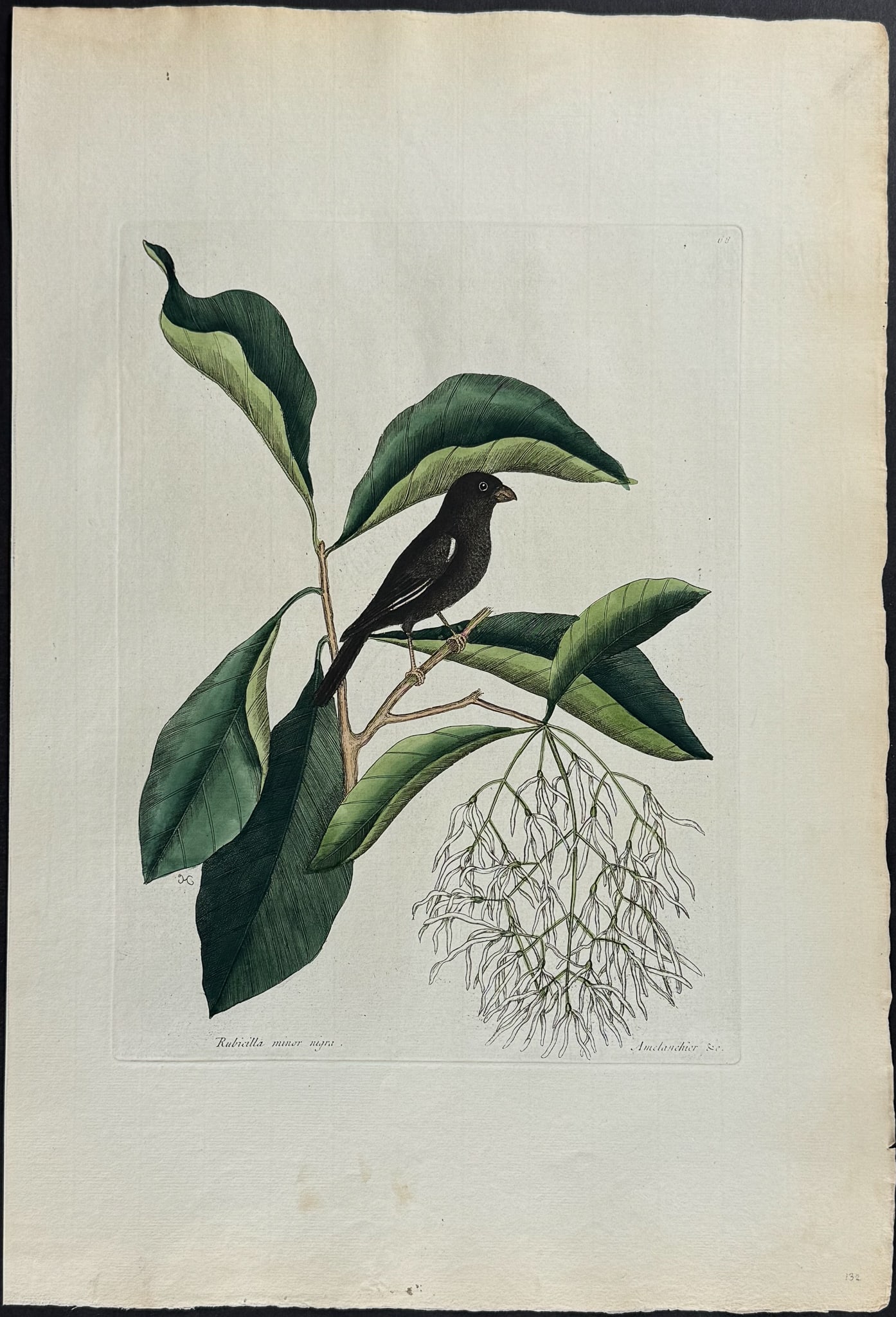 Catesby, Folio - Little Black Bullfinch with Fringe Tree. 1-68: We are pleased to offer this stunning originally hand-colored engraving from Mark Catesby?s The Natural History of Carolina, Florida and the Bahama Islands: Containing the Figures of Birds, Beasts, Fi