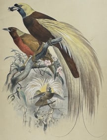 Cory, Folio - Greater Bird of Paradise