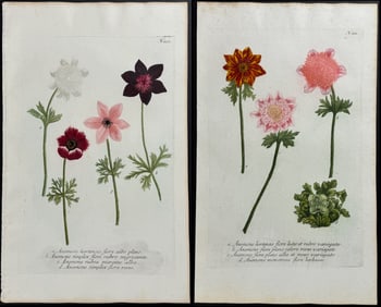 Weinmann - Pair of Anemone Engravings