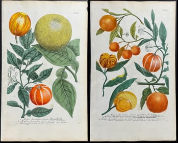 Weinmann - 3 Crabapple (Apple) Engravings