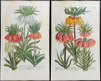 Weinmann - Pair of Crown Imperial Lily Engravings
